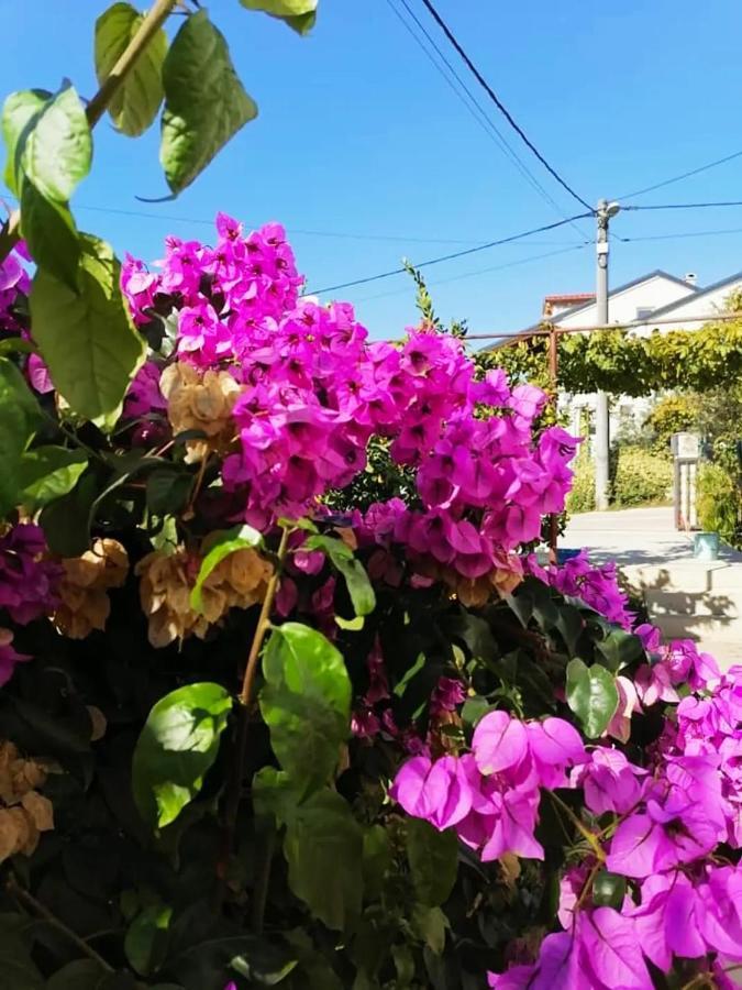 Aurora Apartment, Zadar Dış mekan fotoğraf